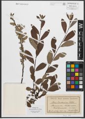 Foto von Salix smithiana Willd.